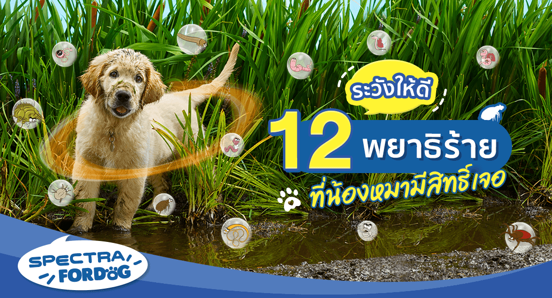 ระวังให้ดี! 12 พยาธิร้ายที่น้องหมามีสิทธิ์เจอ